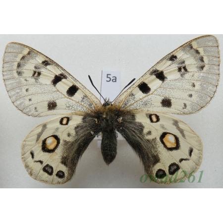Parnassius széchenyii subsp. arnoldiana Bang-Haas, 1938 China5a